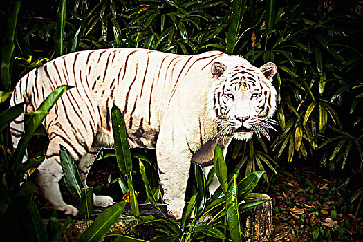 白色,虎,抠像,新加坡动物园