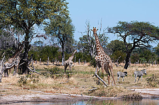 南方长颈鹿,长颈鹿,奥卡万戈三角洲,博茨瓦纳