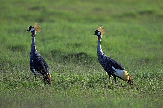 肯尼亚,安伯塞利国家公园,冠,鹤