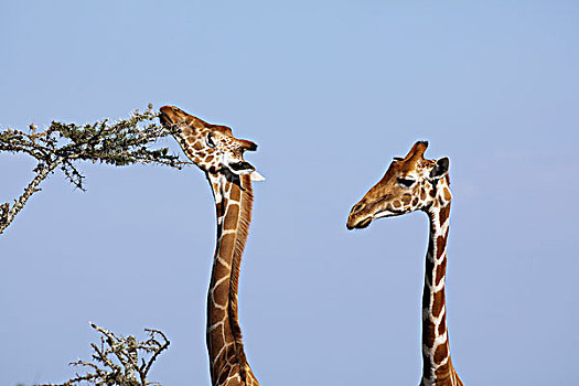 网纹长颈鹿,长颈鹿,女性,浏览,刺槐,肯尼亚