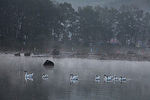 湖,水面,雾气,蒸腾,白雾,水蒸气,缥缈,仙境,灵性,家禽,鸭子,鹅,游动,自在,安静,自然,风光