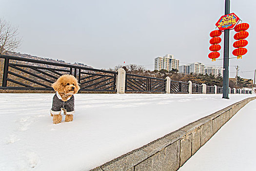 下雪,交通,雪地,公路