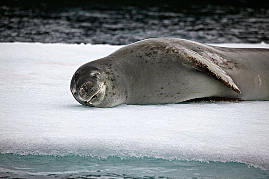 睡觉,威德尔海豹,浮冰,南设得兰群岛