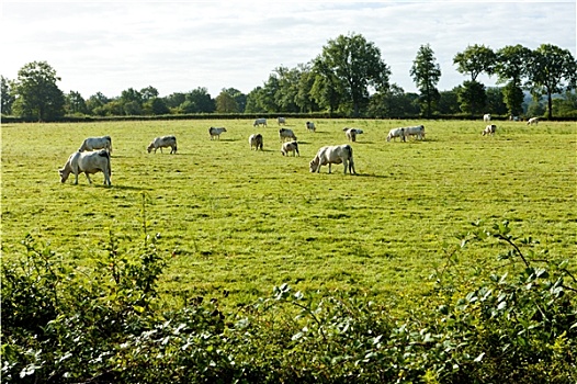 牧群,母牛,法国