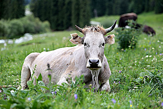 草原的牛