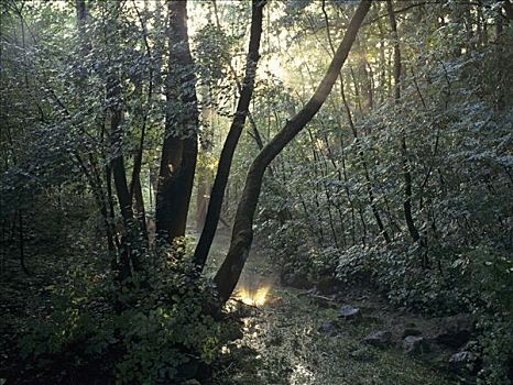 日出,树林,小溪,春天,靠近,下奥地利州,奥地利
