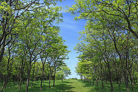 茂密,树林