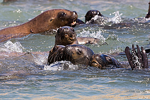 南美海狮,南方,海狮,群,站在水中,帕拉加斯,国家公园,秘鲁