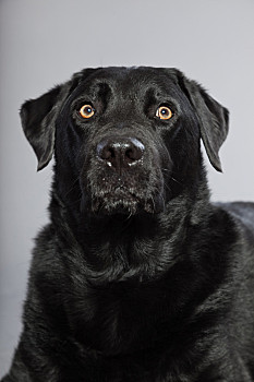 黑色的猎犬品种图片