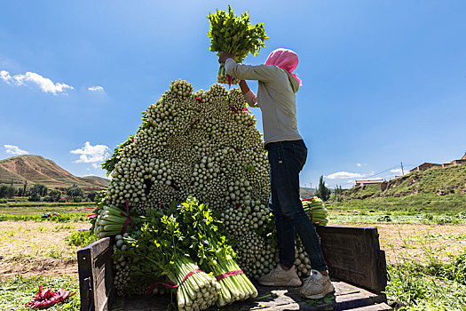 收芹菜,旱芹