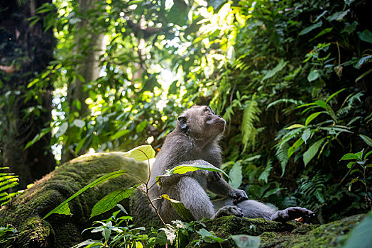 食蟹猴,坐,雨林,猴子,树林,乌布,神圣,保护区,巴厘岛,印度尼西亚,亚洲