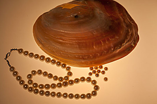 珍珠和贝壳