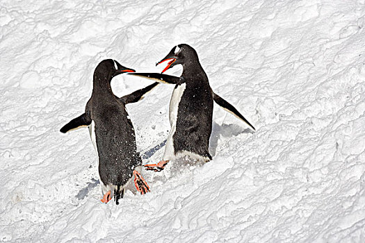 巴布亚企鹅,企鹅,两个,成年人,争斗,雪,南乔治亚