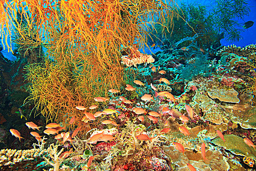 鱼,黑色,珊瑚,岛屿,班达海,印度尼西亚