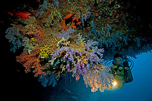 软,树,珊瑚,马尔代夫,印度洋,亚洲
