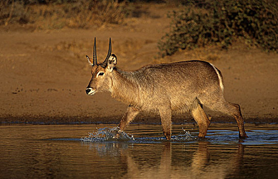 水羚,雄性,克鲁格国家公园,南非