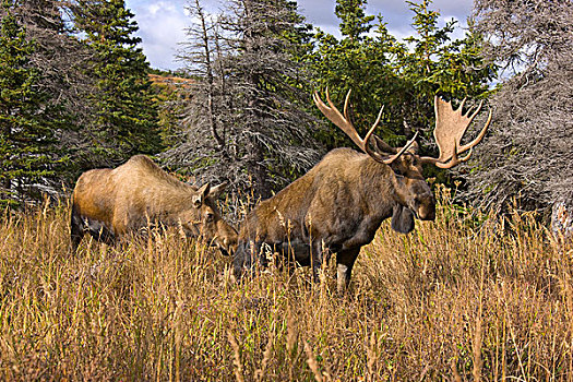 阿拉斯加,驼鹿,雄性动物,母牛,尿,兴趣,饲养,季节,楚加奇州立公园