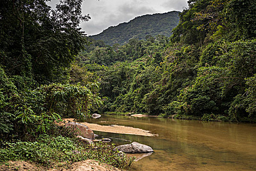 风景,河,流动,树林,墨西哥