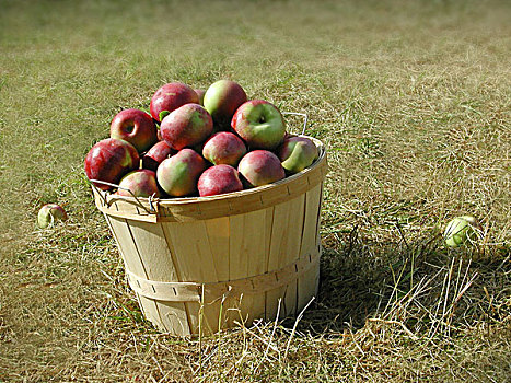 苹果,木,篮子,坐,草,草地,横图