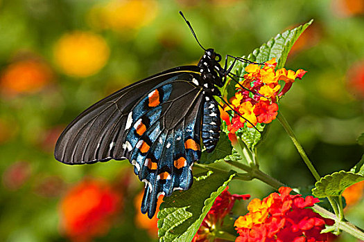 燕尾蝶,红色,马樱丹属,伊利诺斯,美国