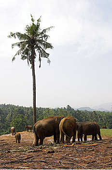 大象,簇拥,品纳维拉,动物收容院,斯里兰卡