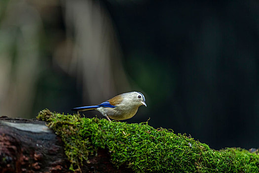 夏日里一只单独活动觅食的蓝翅希鹛