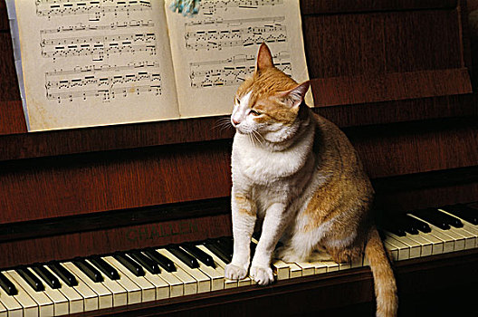红色,白色,家猫,钢琴