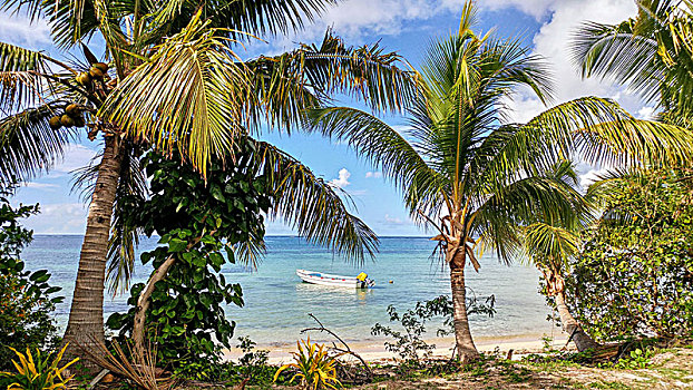 棕榈树,沙滩,船,青绿色,蓝色海洋,斐济