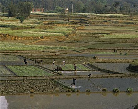 稻田,中国