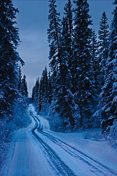装饰,圣诞树,积雪,弯路,树林,黎明,冬天