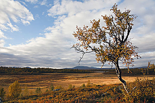 秋天,树,山谷,达拉那,瑞典