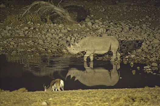 白色,白犀牛,光亮,水坑,埃托沙国家公园,纳米比亚,非洲
