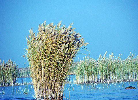 沙湖,湖,芦苇