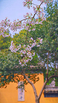 南京鸡鸣寺樱花