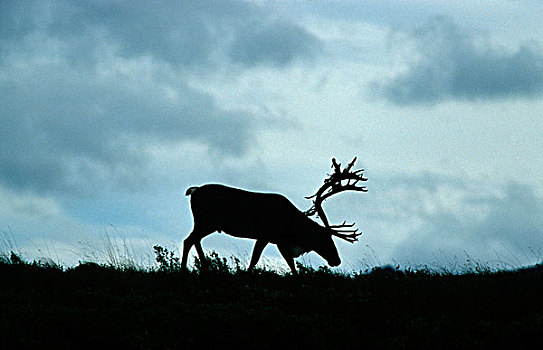 驯鹿,北美驯鹿,德纳里峰国家公园,阿拉斯加