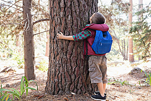 后视图,男孩,搂抱,树,树林,背包