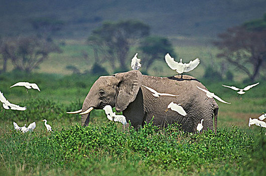非洲象,牛背鹭,肯尼亚