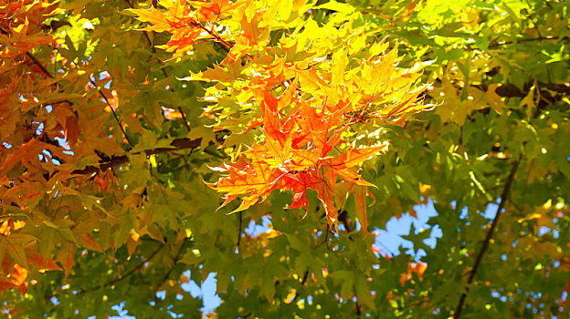 秋天晴朗天空下红色绿色枫树叶