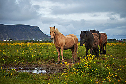 三个,冰岛马,站立,地点