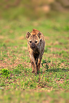 斑鬣狗,成年,尾随,正面,克鲁格国家公园,南非,非洲