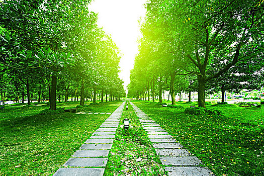 小路,樹,公園