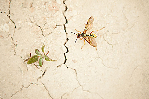 黄蜂,杂草,缝隙,墙壁