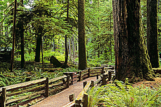 脚,小路,小树林,省立公园,温哥华岛,不列颠哥伦比亚省,加拿大