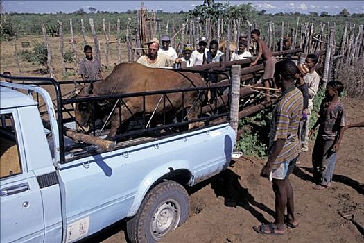 装载,皮卡,阉牛,牛,运输,纳米比亚