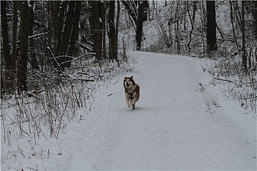 哈士奇犬,冬天