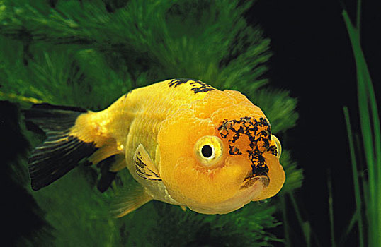 头部,金鱼,金黄色,鱼缸