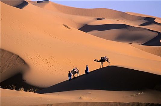 摩洛哥,塔菲拉勒特,区域,柏柏尔人,单峰骆驼,心形,沙丘,却比沙丘,梅如卡