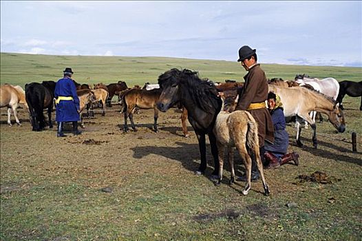 蒙古,山峦,西北,乌兰巴托,结束,白天,夏天,牧人,游牧,工作,钟表,牛奶,转,奶酪