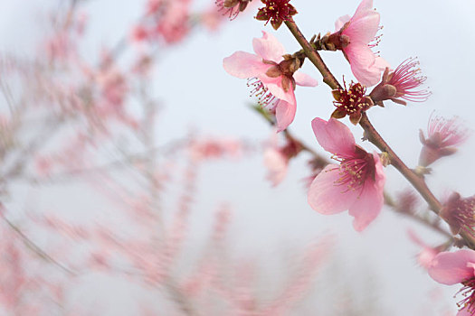 春天桃花园里的几朵桃花特写