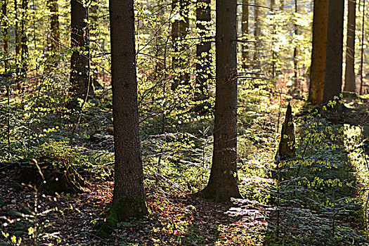 风景,树干,树林,巴伐利亚森林国家公园,巴伐利亚,德国